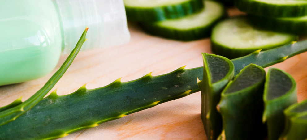 Aloe Vera